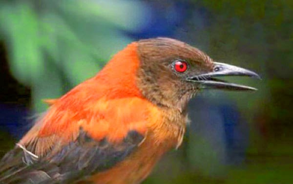  bntpal_1443687426_53