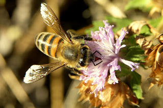 bntpal_1443808892_89