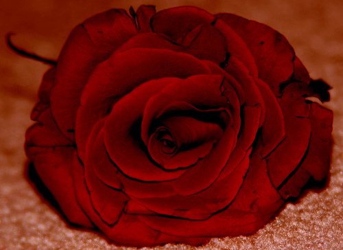 bntpal_1443896770_35