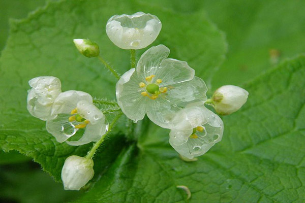 bntpal_1444738108_48