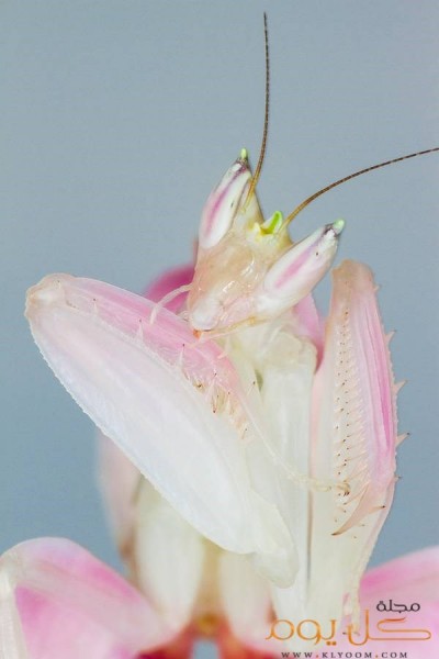  bntpal_1444748154_12