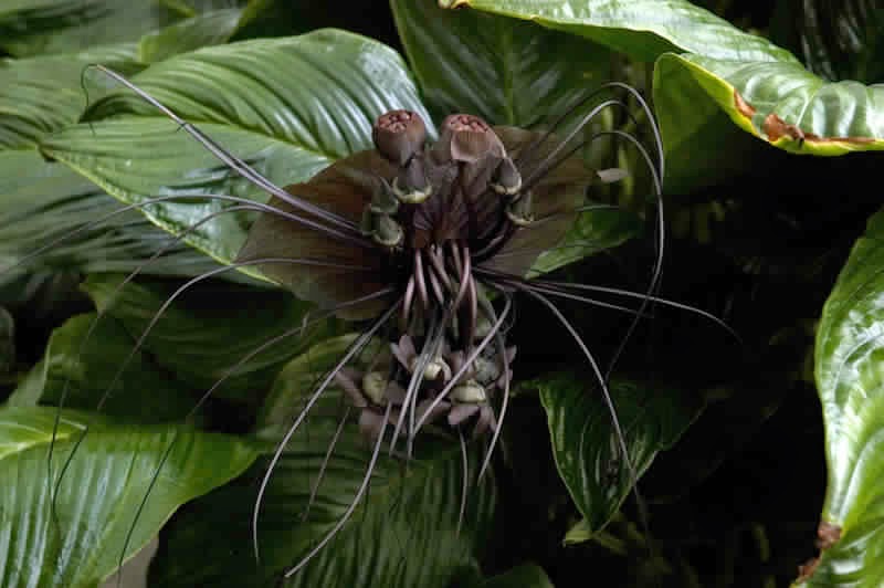  bntpal_1444920338_63