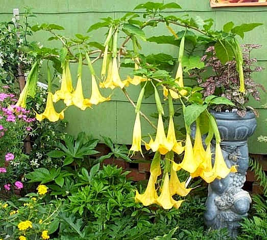  bntpal_1444920340_58
