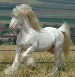 Horses bntpal_1444922037_55