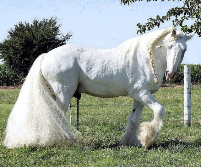 Horses bntpal_1444922038_18