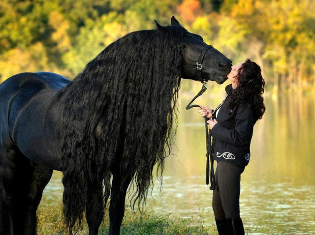 Horses bntpal_1444922038_19