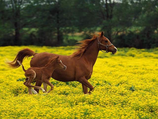 Horses bntpal_1444922038_30