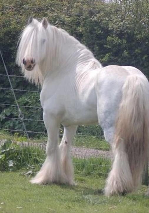 Horses bntpal_1444922038_58