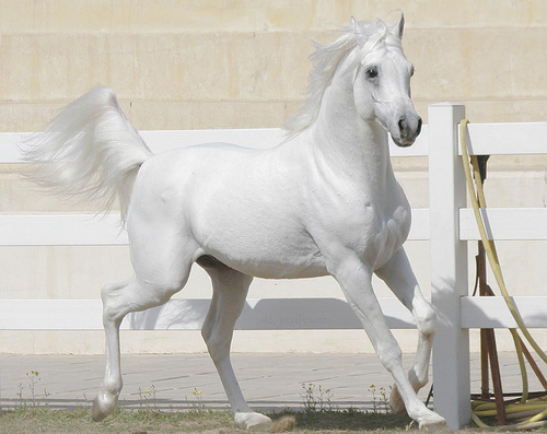 Horses bntpal_1444922038_61