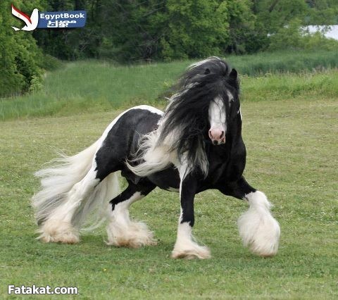 Horses bntpal_1444922038_92