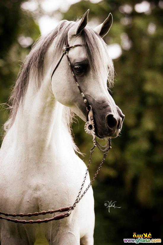 Horses bntpal_1444922038_97