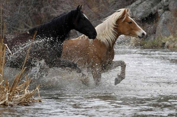 Horses bntpal_1444922039_48