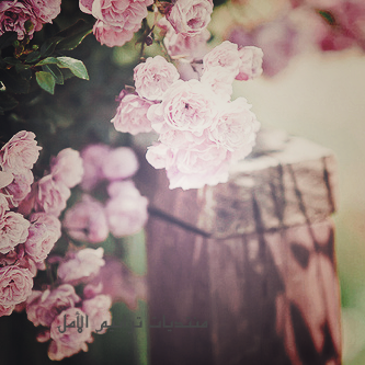 .~ ..♥~  bntpal_1444943390_33