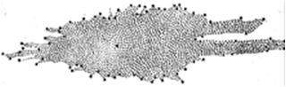 bntpal_1445409732_29