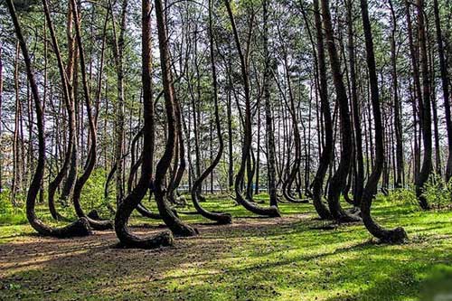 bntpal_1445839593_66