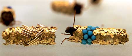  bntpal_1445930619_44