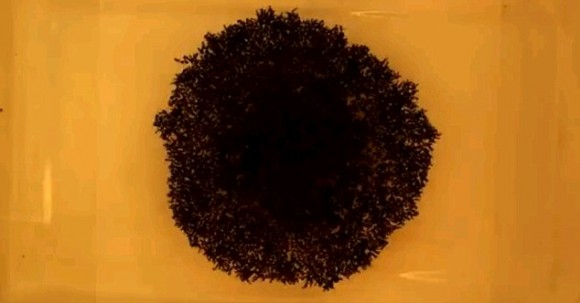   bntpal_1445949670_45