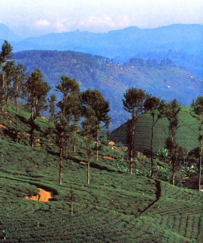 Lanka bntpal_1446012115_12