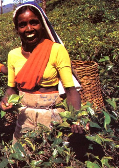 Lanka bntpal_1446012117_87
