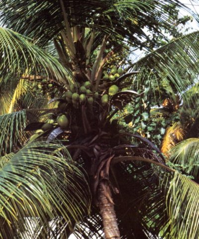 Lanka bntpal_1446012133_88