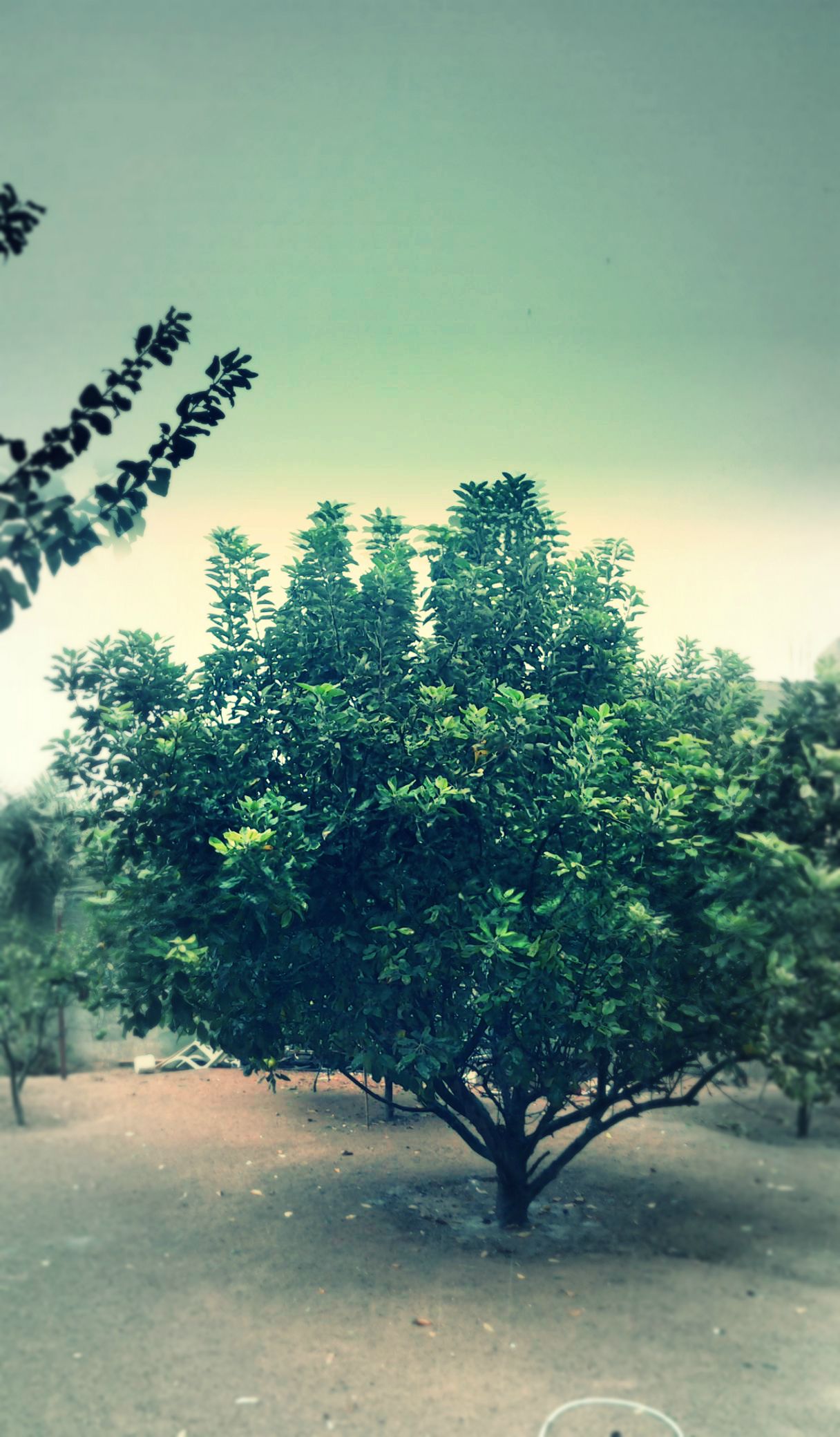    bntpal_1446117657_70