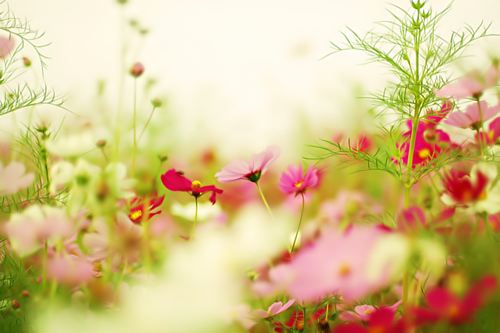 bntpal_1446165013_68