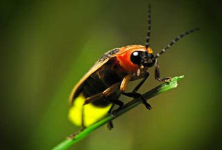  ! bntpal_1446669282_22