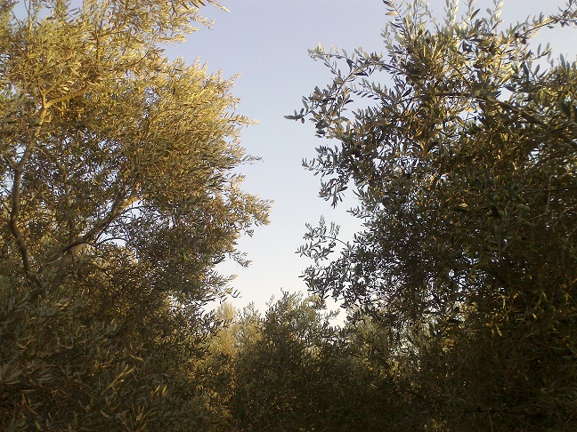 .. bntpal_1446743441_60