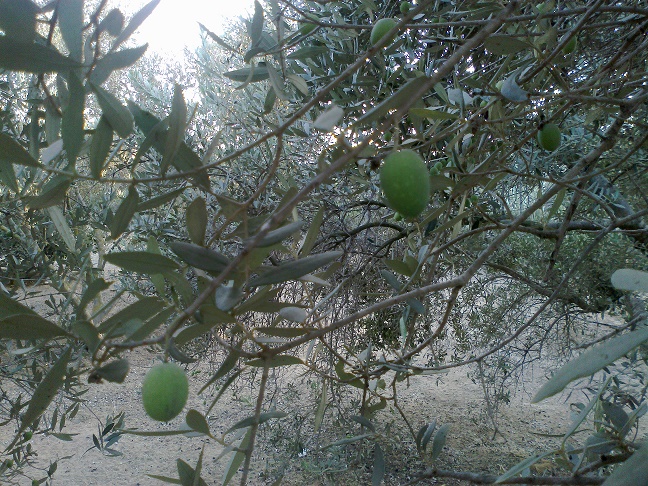 .. bntpal_1446743443_55