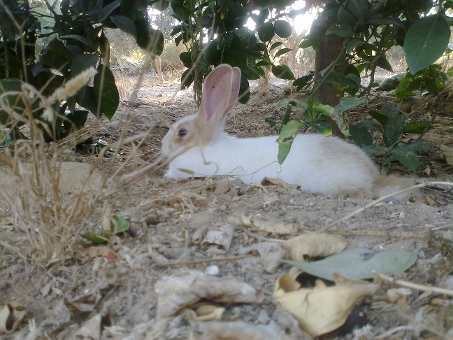 .. bntpal_1446743465_78
