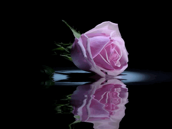 bntpal_1446867508_94