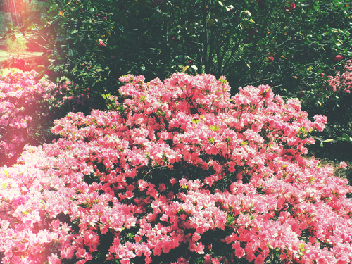 ★ bntpal_1447051412_65