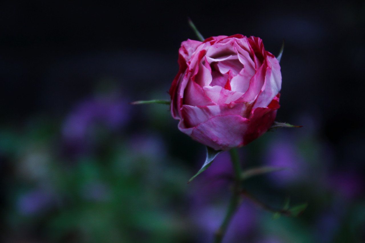 ★ bntpal_1447414740_18
