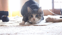 bntpal_1447795449_79