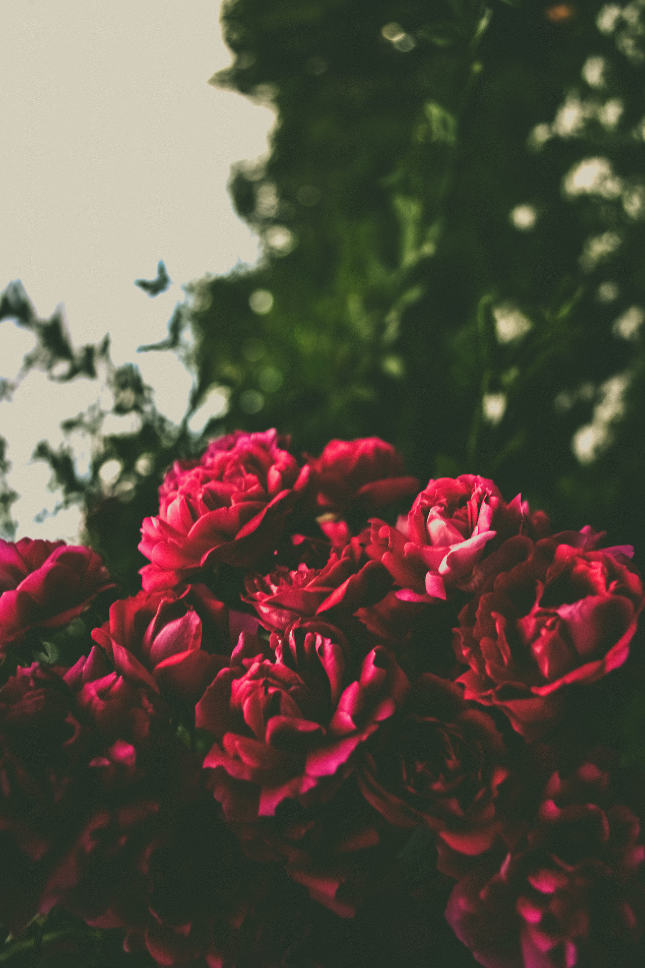    bntpal_1447870196_98