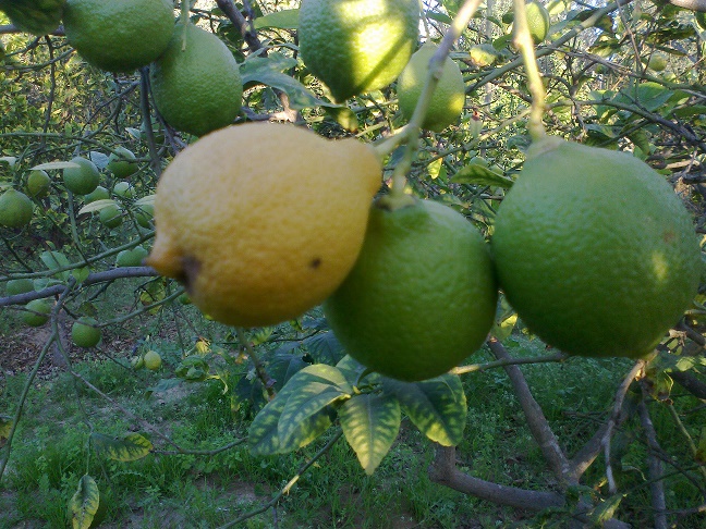bntpal_1448432347_44