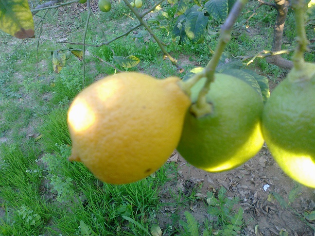 bntpal_1448432347_54