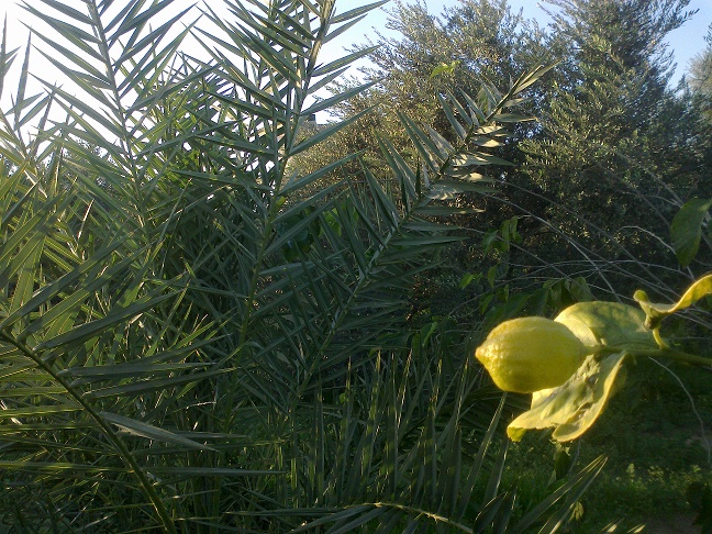 bntpal_1448432347_55