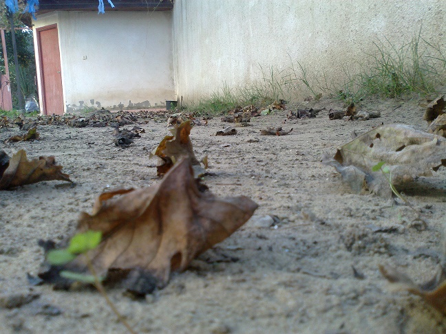 bntpal_1448432348_78