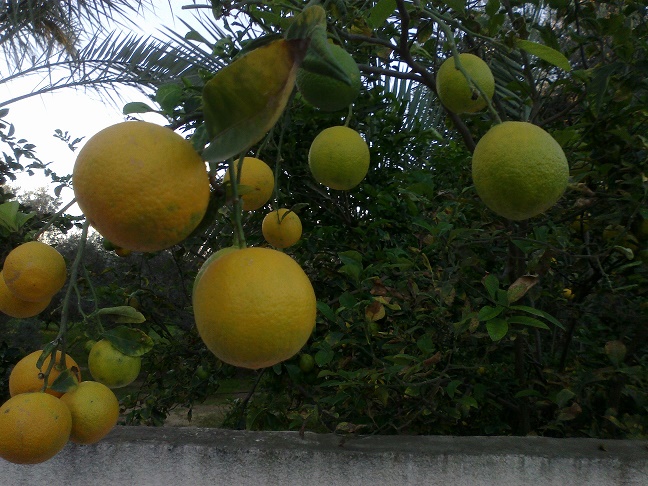 bntpal_1448432348_97