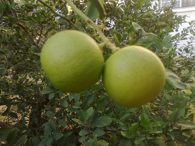 bntpal_1448432349_14
