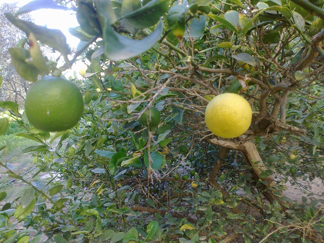 bntpal_1448432349_21