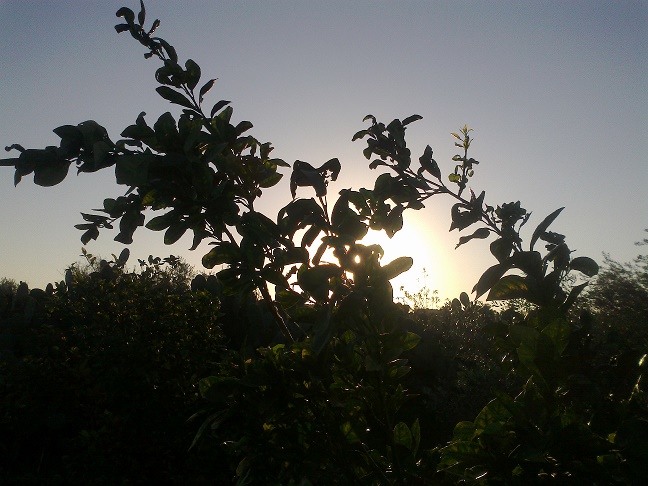 bntpal_1448432349_40