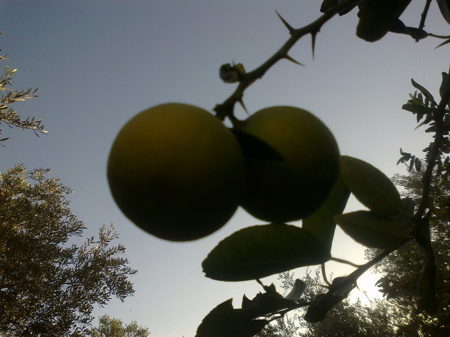bntpal_1448432349_42