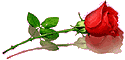 bntpal_1448543323_66
