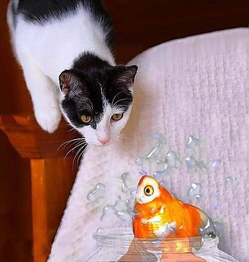 bntpal_1448559664_27