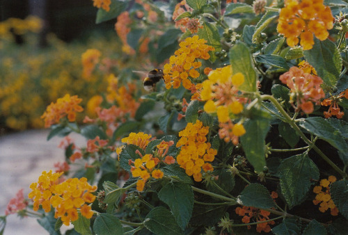     bntpal_1449217163_30