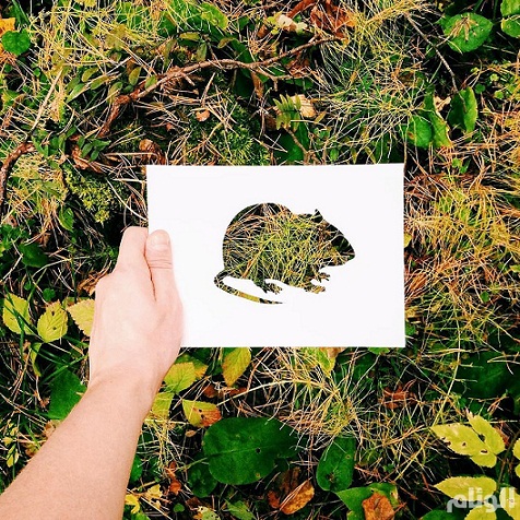 bntpal_1449342597_72