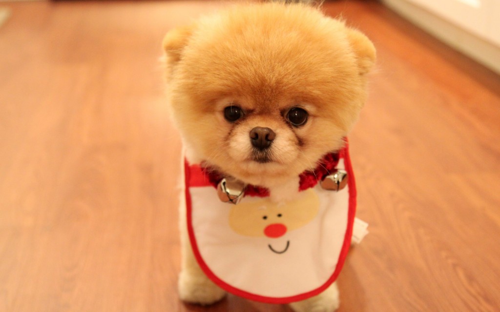 2016 bntpal_1449386670_75