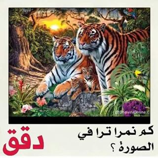 bntpal_1449472257_99